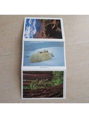 Set of 3 Vintage Postcards Featuring The Arctic Colorado River Valley & Redwoods
